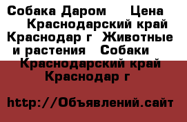 Собака Даром ) › Цена ­ 1 - Краснодарский край, Краснодар г. Животные и растения » Собаки   . Краснодарский край,Краснодар г.